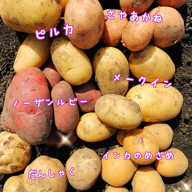 新じゃがいも 5品種詰め合わせ 食品/飲料/酒の食品(野菜)の商品写真