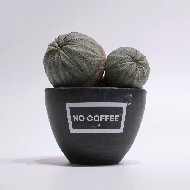 NO COFFEE × BOTANIZE × .blnk plastic pot
