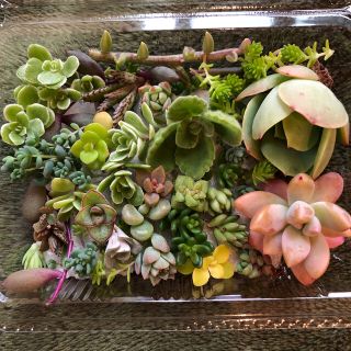 【多肉植物】⑥苗詰め合わせ　※11×8サイズのパック(その他)