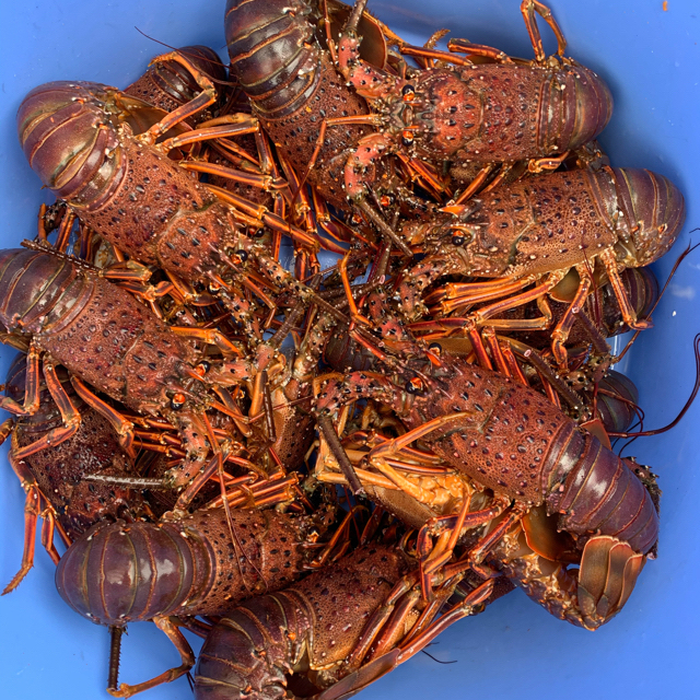 活き伊勢海老1キロ魚介