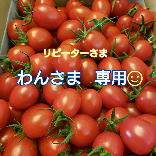 ８㎏ わんさま専用です☺️ ミニトマト 野菜