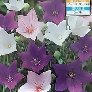 花の種　６０粒以上　14日で80％発芽(その他)