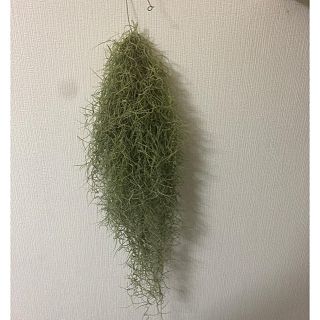 ビックサイズ！スパニッシュモス　約78cm 観葉植物(その他)