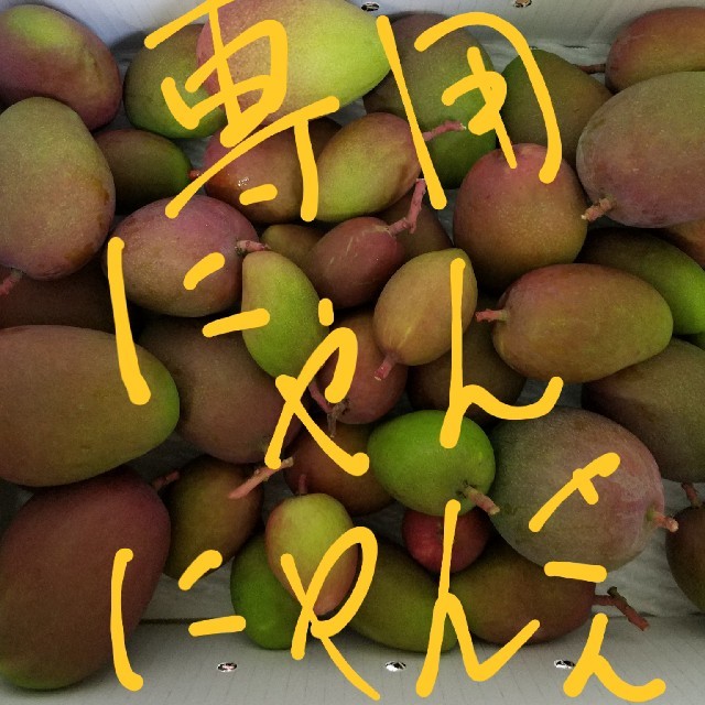 摘果マンゴー10キロ - 野菜