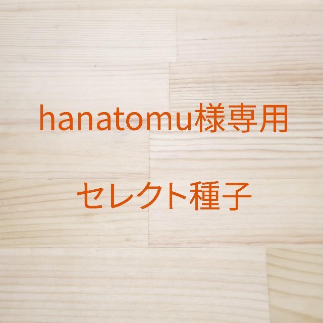 hanatomu様専用　セレクト種子　6袋 食品/飲料/酒の食品(野菜)の商品写真