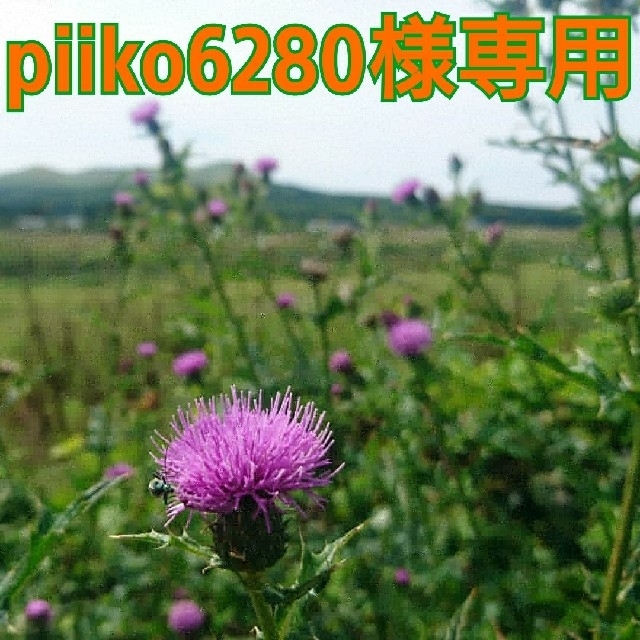 「piiko6280様専用❗」無農薬新鮮野菜セット(M)  五島列島産 食品/飲料/酒の食品(野菜)の商品写真