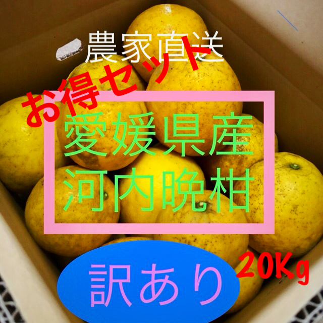 愛媛県産 農家直送 愛南ゴールド(河内晩柑) 食品/飲料/酒の食品(フルーツ)の商品写真