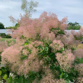 ♪期間限定♪ スモークツリー フレッシュ 摘みたて 生花 ドライフラワー(その他)