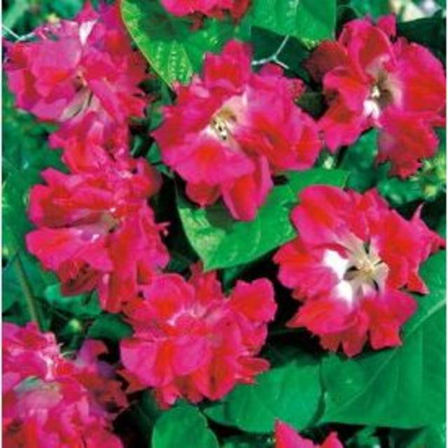 サンライズセレナーデ、スプリットペダル　変わり咲きアサガオ ハンドメイドのフラワー/ガーデン(その他)の商品写真