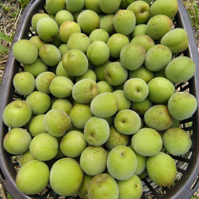 鹿児島県産 自然農法栽培 南高青梅 Lサイズ以上 5kg 食品/飲料/酒の食品(フルーツ)の商品写真