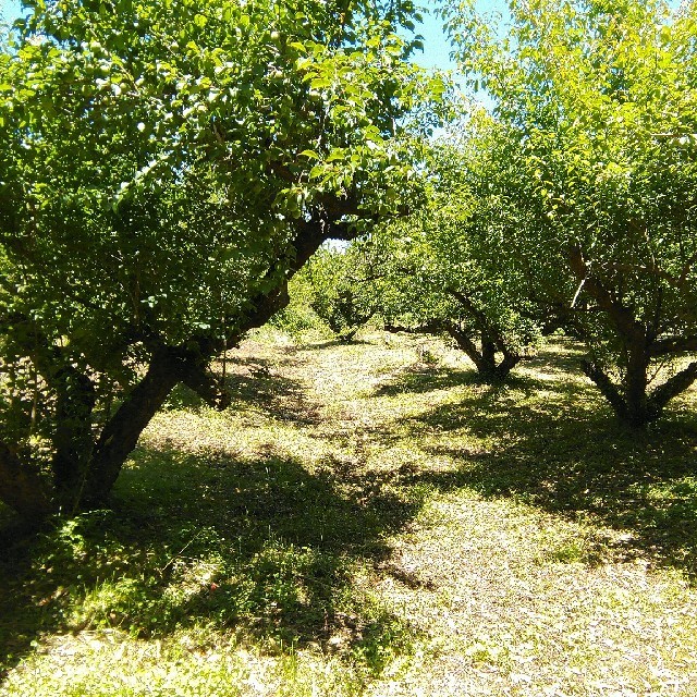 鹿児島県産 自然農法栽培 南高青梅 Lサイズ以上 8kg 食品/飲料/酒の食品(フルーツ)の商品写真