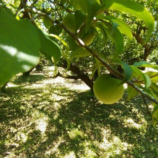 鹿児島県産 自然農法栽培 南高青梅 Lサイズ以上 8kg(フルーツ)