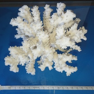 アクアリウム 珊瑚 2個(アクアリウム)