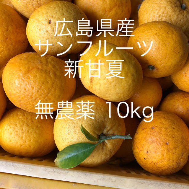 広島県産　新甘夏　サンフルーツ10kgお入れして発送致します😋 食品/飲料/酒の食品(フルーツ)の商品写真