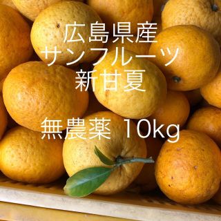 広島県産　新甘夏　サンフルーツ10kgお入れして発送致します😋(フルーツ)