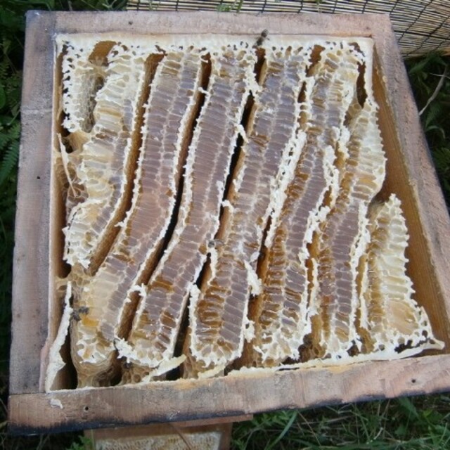 日本ミツバチ 分蜂 誘引 捕獲液  500mℓ×2本 その他のペット用品(虫類)の商品写真