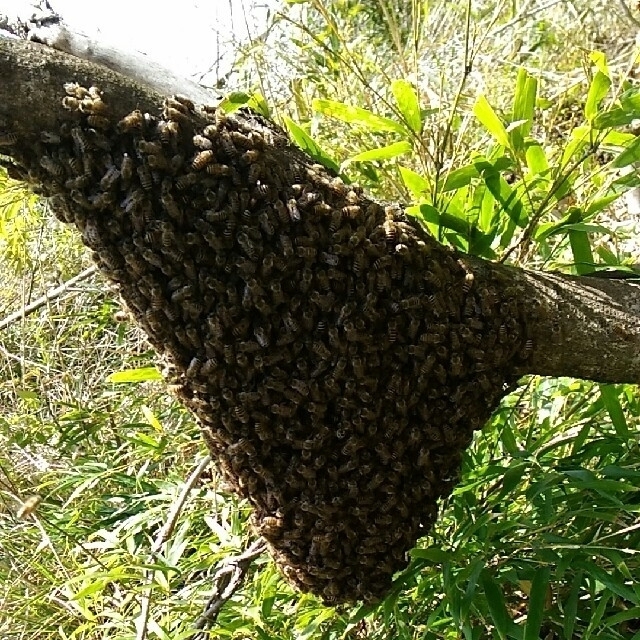 日本ミツバチ 分蜂 誘引 捕獲液  500mℓ×2本 その他のペット用品(虫類)の商品写真