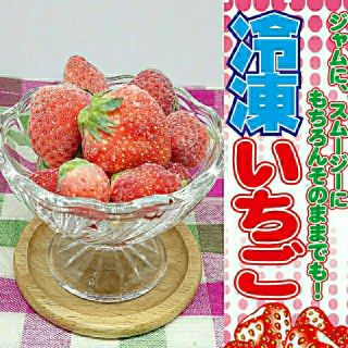 いちご農家の冷凍いちご1.8kg 冷凍イチゴ(フルーツ)