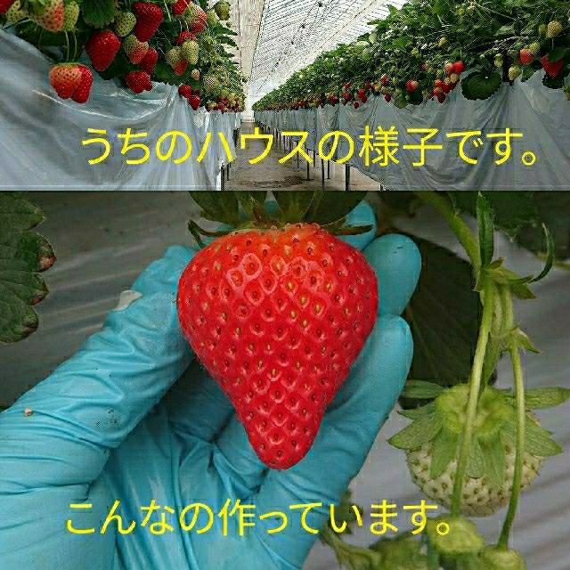 いちご農家の冷凍いちご1.8kg 冷凍イチゴ 食品/飲料/酒の食品(フルーツ)の商品写真