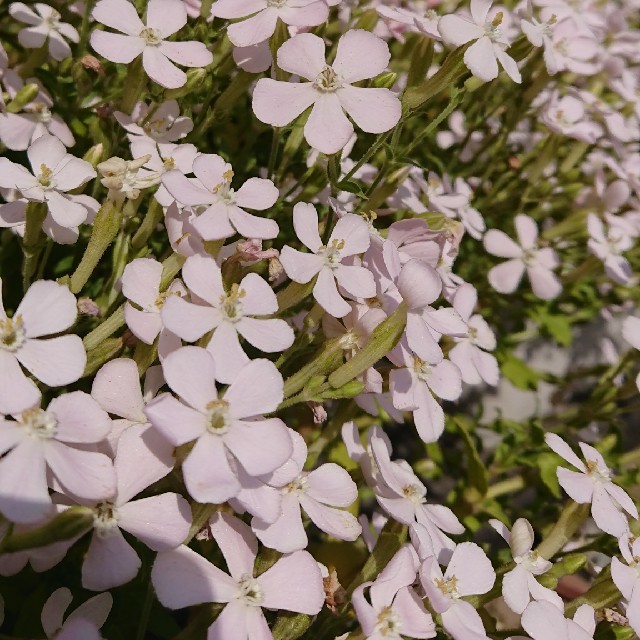 白色のシレネ　お花の種 ハンドメイドのフラワー/ガーデン(プランター)の商品写真