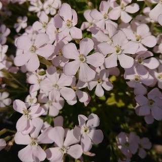 白色のシレネ　お花の種(プランター)