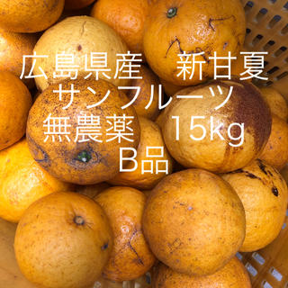 広島県産　新甘夏、サンフルーツ　無農薬　B品　15kgお入れして発送致します😋(フルーツ)
