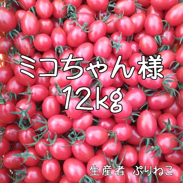 ミコちゃん様専用 アイコ12kg ミニトマト　農家直送 食品/飲料/酒の食品(フルーツ)の商品写真