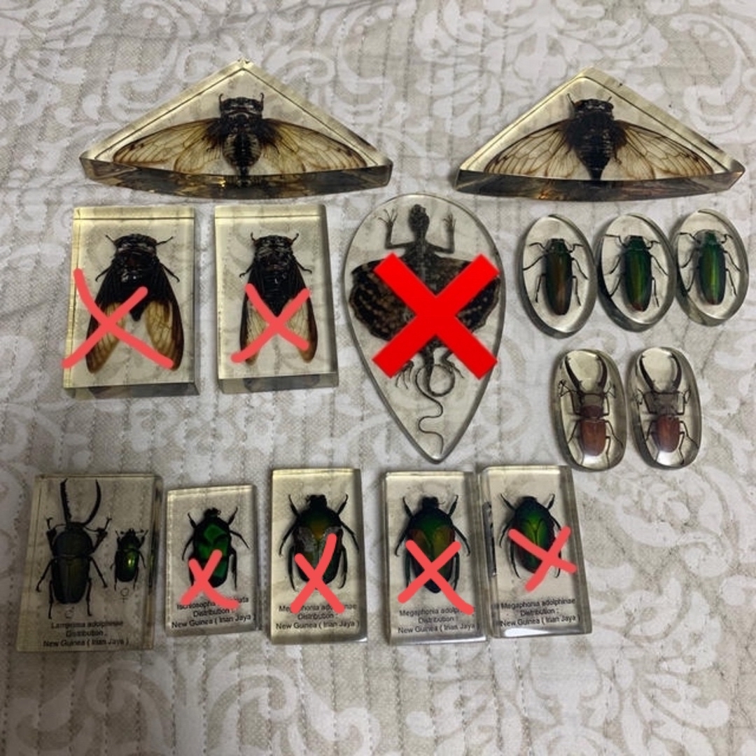 昆虫標本(1つ1000円)