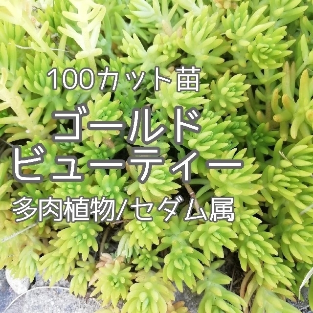 多肉植物　ゴールドビューティー　100カット苗 ハンドメイドのフラワー/ガーデン(その他)の商品写真