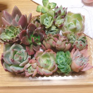 (d)韓国多肉植物  ミニ寄せ植えセット  15種(d)(その他)