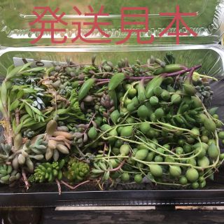 多肉植物　セダムなど(その他)