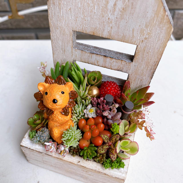 ちまちま 可愛い 木箱 寄せ植え このまま飾れます 多肉植物の通販 By まゆみ S Shop ラクマ ちまちま 可愛い 木箱 寄せ植え このまま飾れます 多肉植物の通販 By まゆみ S Shop ラクマ