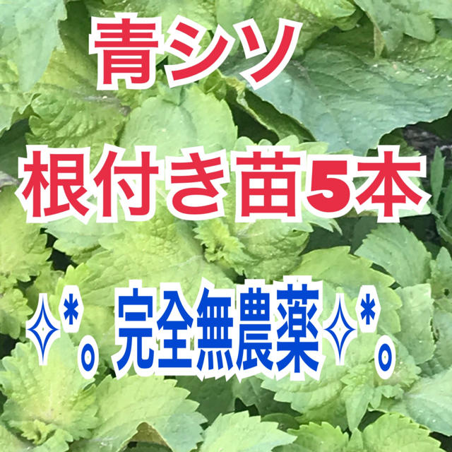 ✧︎*。完全無農薬 ✧︎*。青シソ（大葉）根付き苗5本 食品/飲料/酒の食品(野菜)の商品写真