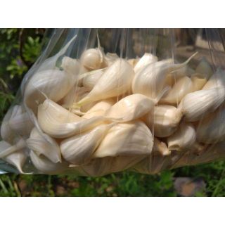 収穫直後の新鮮な生ニンニク５０粒　使い易いバラ売りです！国産ニンニク(野菜)