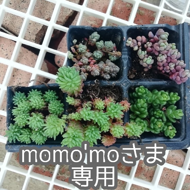 momo'moさま専用　多肉植物セット ハンドメイドのフラワー/ガーデン(その他)の商品写真