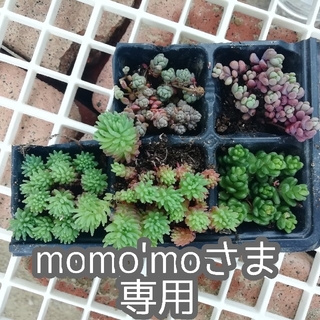 momo'moさま専用　多肉植物セット(その他)