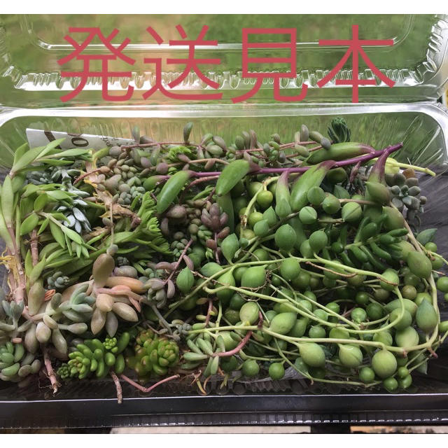 多肉植物　セダムmix　カット苗 ハンドメイドのフラワー/ガーデン(その他)の商品写真