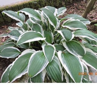フチが白い斑入り中型ギボウシ３芽(その他)