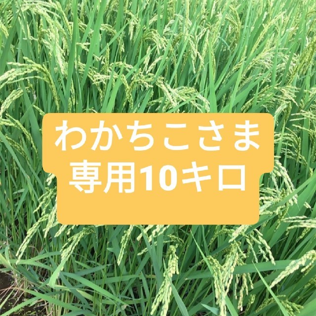 わかちこさま専用 あきたこまち１０キロ