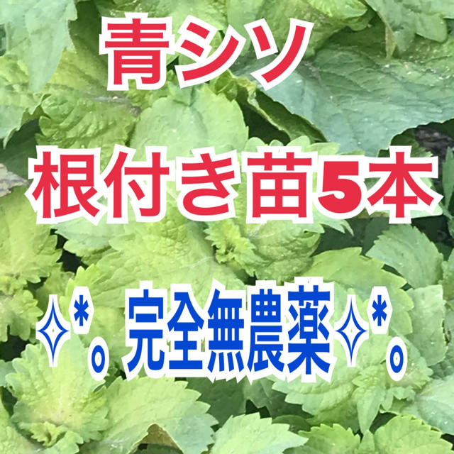 ✧︎*。完全無農薬 ✧︎*。青シソ（大葉）根付き苗5本 食品/飲料/酒の食品(野菜)の商品写真