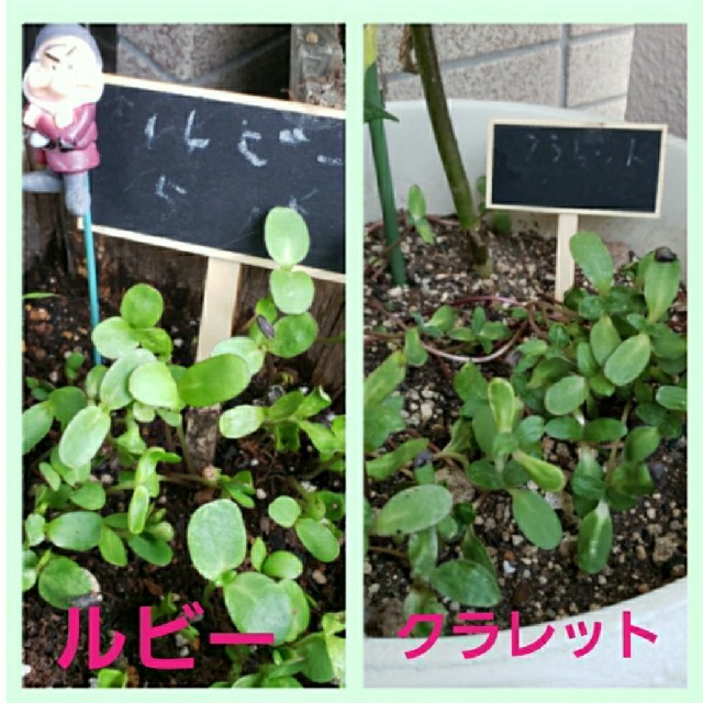 赤いヒマワリの種二種類　ルビー　クラレット ハンドメイドのフラワー/ガーデン(その他)の商品写真