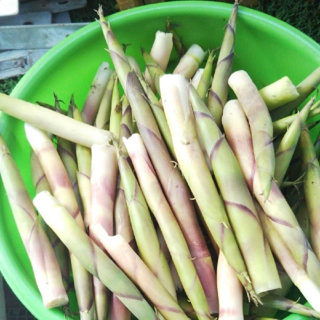 なののな様専用秋田県北産根曲がり竹3.5キロ 食品/飲料/酒の食品(野菜)の商品写真