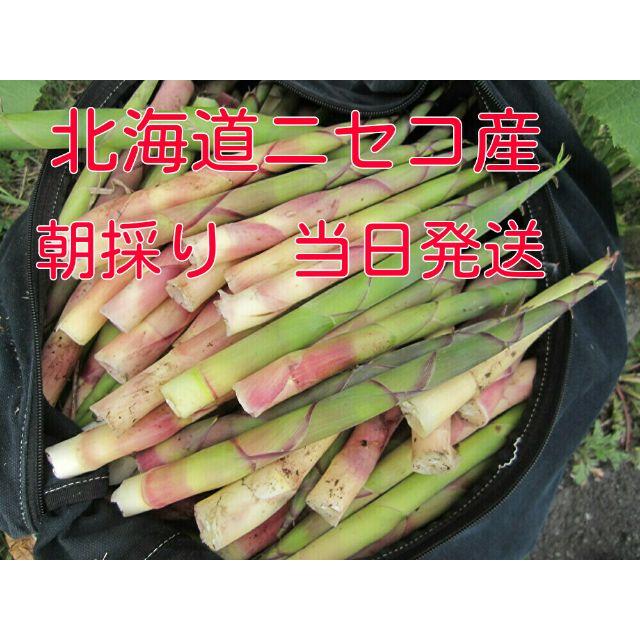   ☆★北海道産根曲がり竹　ネマガリタケ　タケノコ　朝採り１.4キロ★☆  食品/飲料/酒の食品(野菜)の商品写真