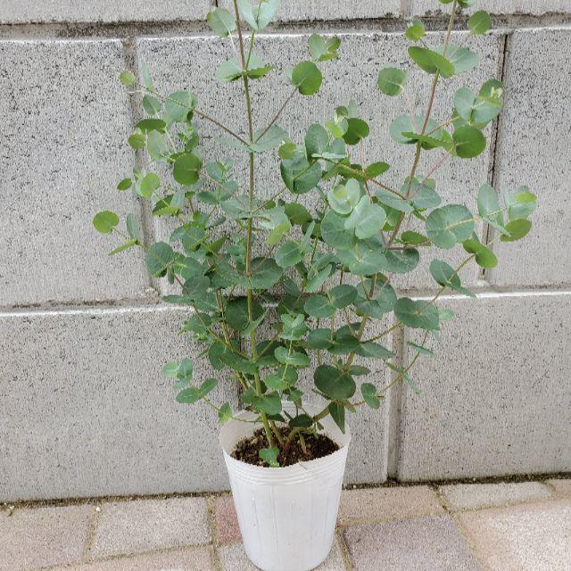 ユーカリシルバードロップ ハーブ多年草ポット苗の通販 By 個性葉植物 Ruco プロフィール必読 ラクマ ユーカリシルバードロップ ハーブ多年草ポット苗の通販 By 個性葉植物 Ruco プロフィール必読 ラクマ