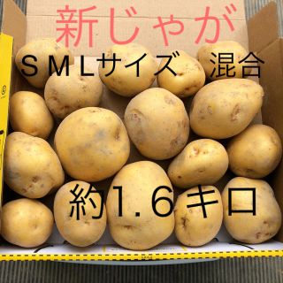 新じゃが　きたあかり　無農薬　約1.６キロ(野菜)