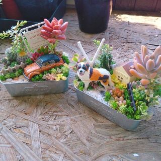 田中様  専用  多肉植物  寄せ植え(その他)