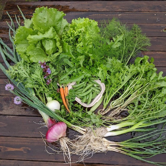 無農薬野菜  fickle beat 食品/飲料/酒の食品(野菜)の商品写真