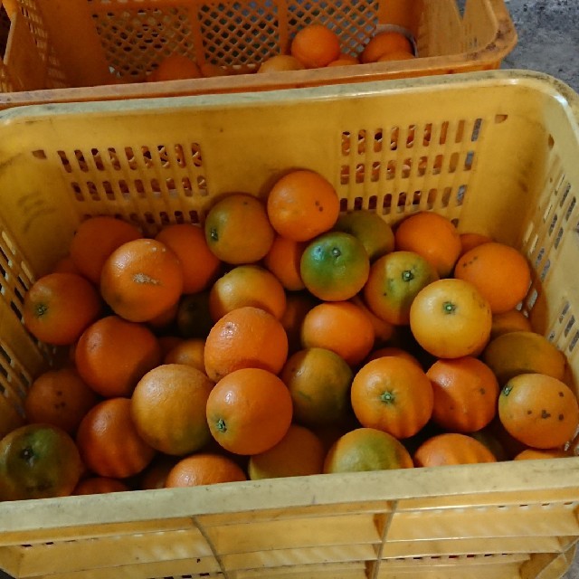 和歌山 有田産 バレンシアオレンジ 食品/飲料/酒の食品(フルーツ)の商品写真