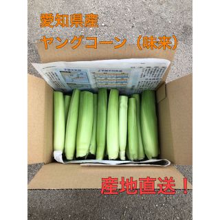 ヤングコーン　2kg 30本ぐらい(野菜)