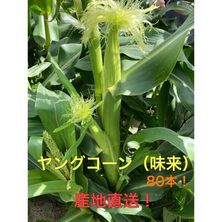 ヤングコーン　5kg 80本ぐらい(野菜)